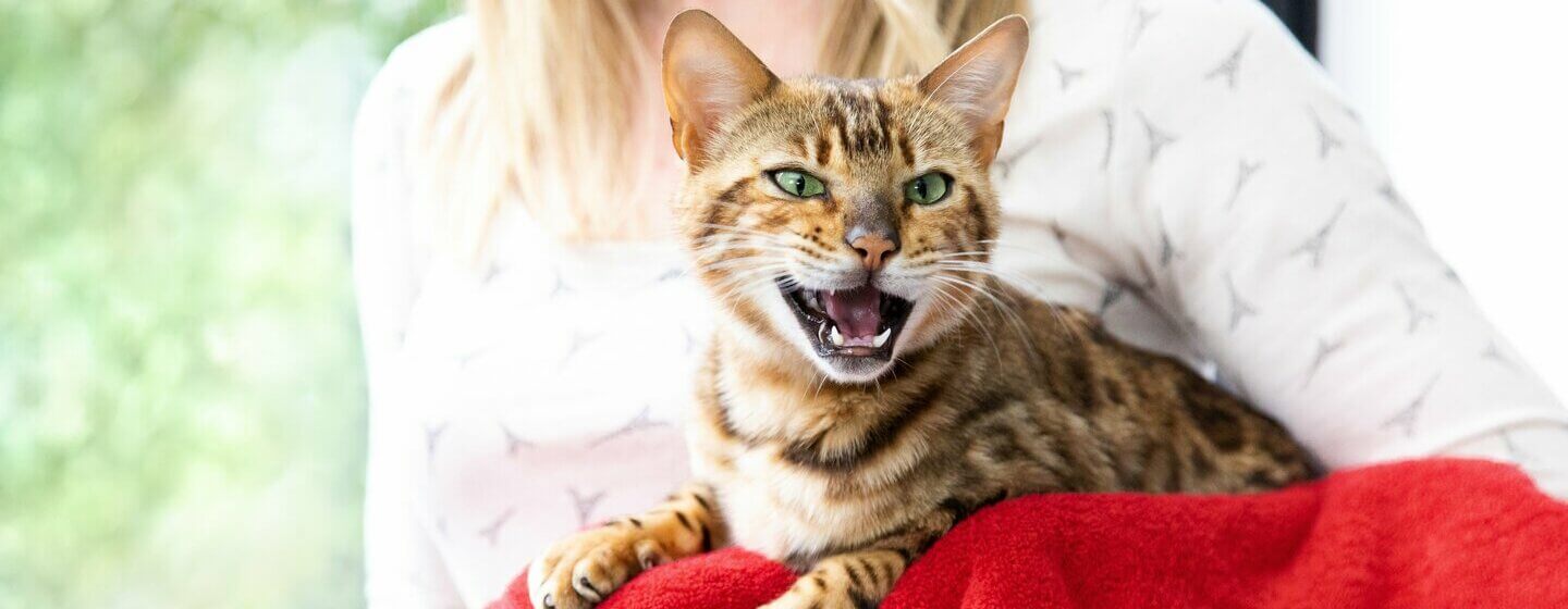 6-reasons-why-your-cat-is-meowing-at-night-purina